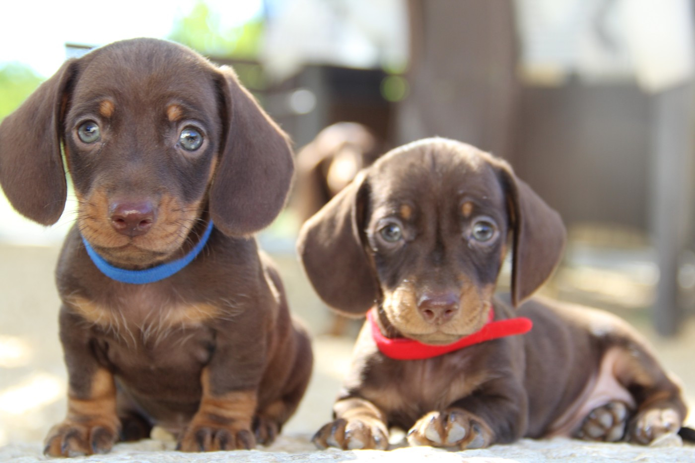 2 chiots mâles chocolats nains pouls ras