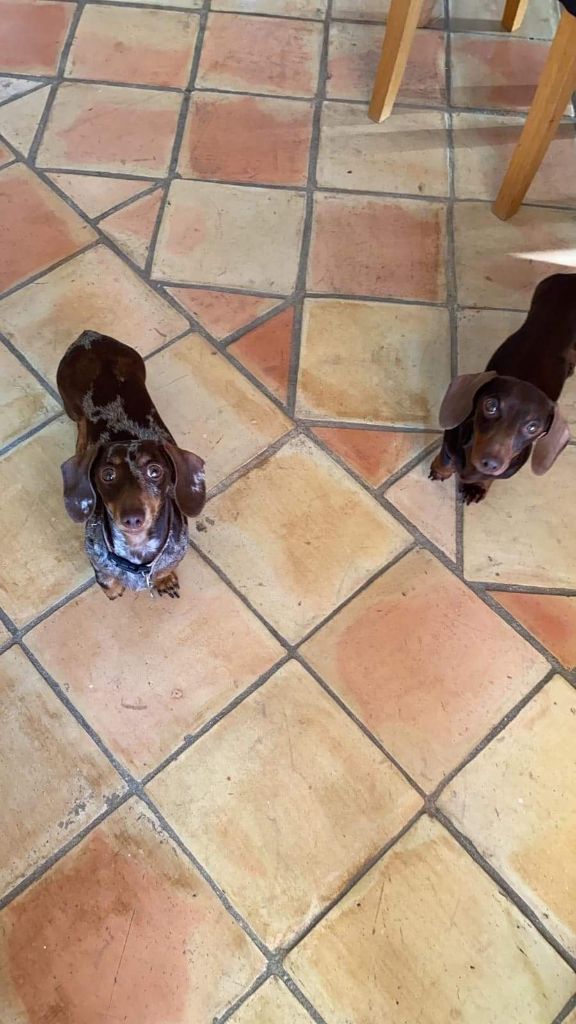 Chiots poil ras chocolat et arlequin chocolat a naître fin mai 