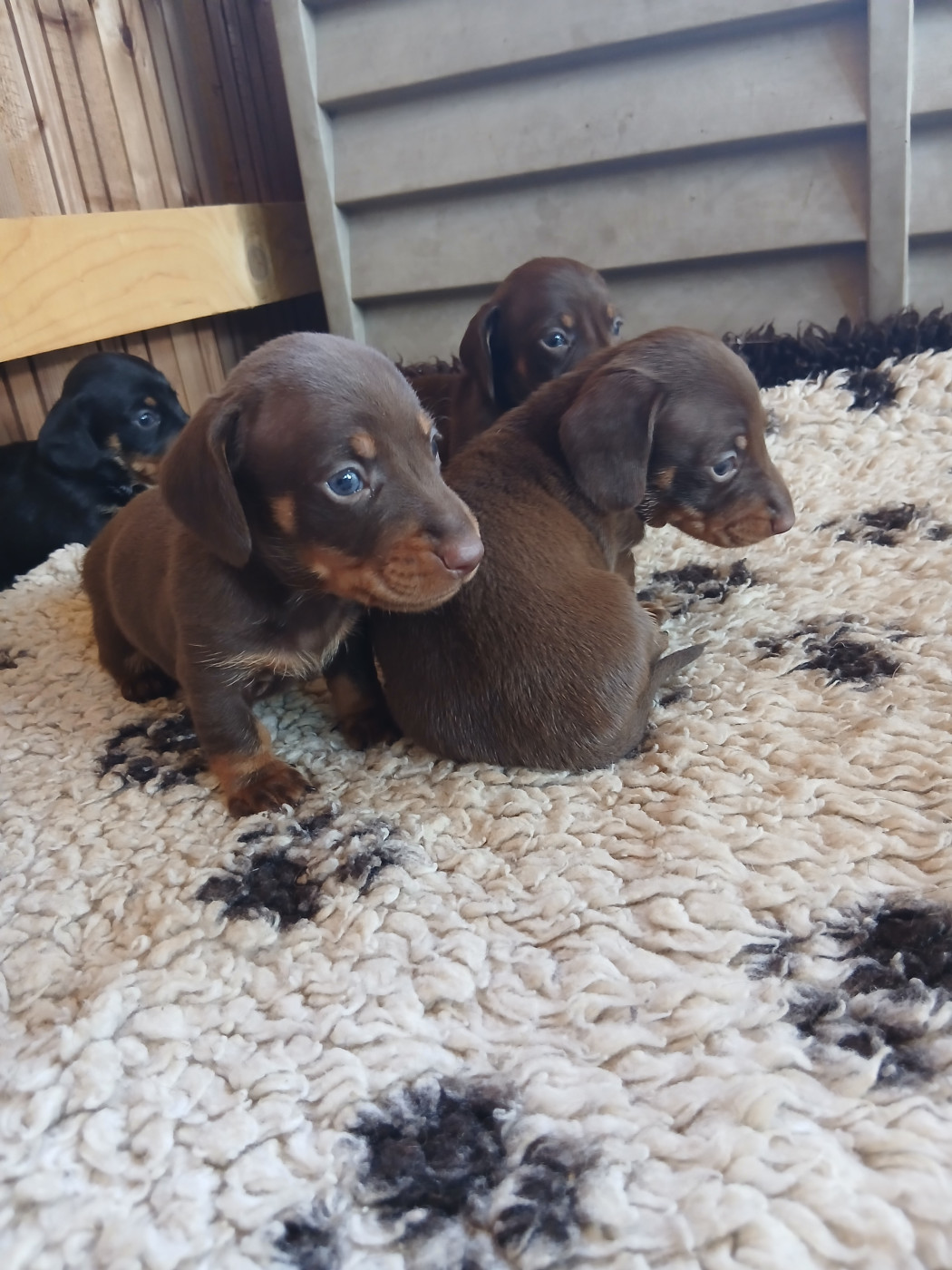 des P'tits Cartoons - Chiots disponibles - Teckel poil ras