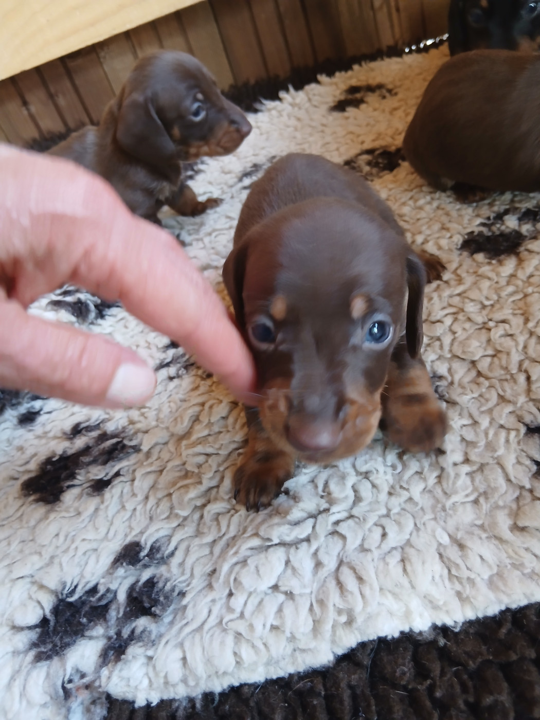 des P'tits Cartoons - Chiots disponibles - Teckel poil ras