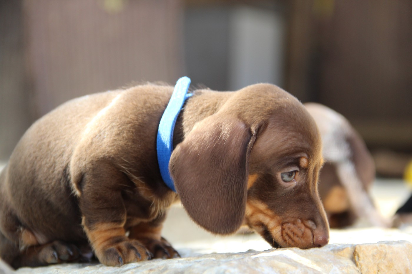 des P'tits Cartoons - Chiots disponibles - Teckel poil ras