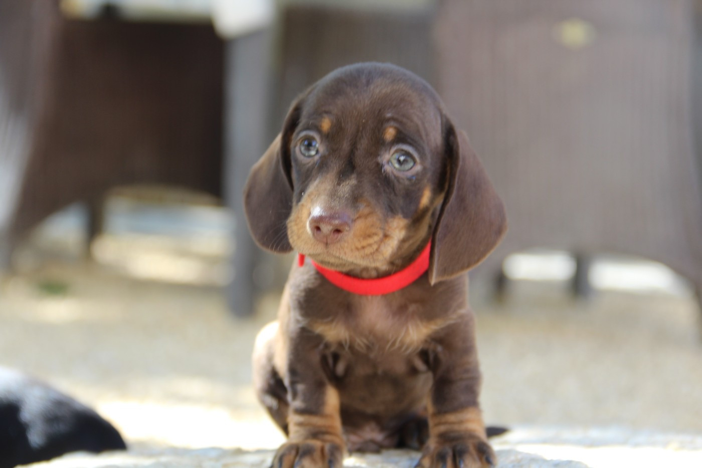 des P'tits Cartoons - Chiots disponibles - Teckel poil ras